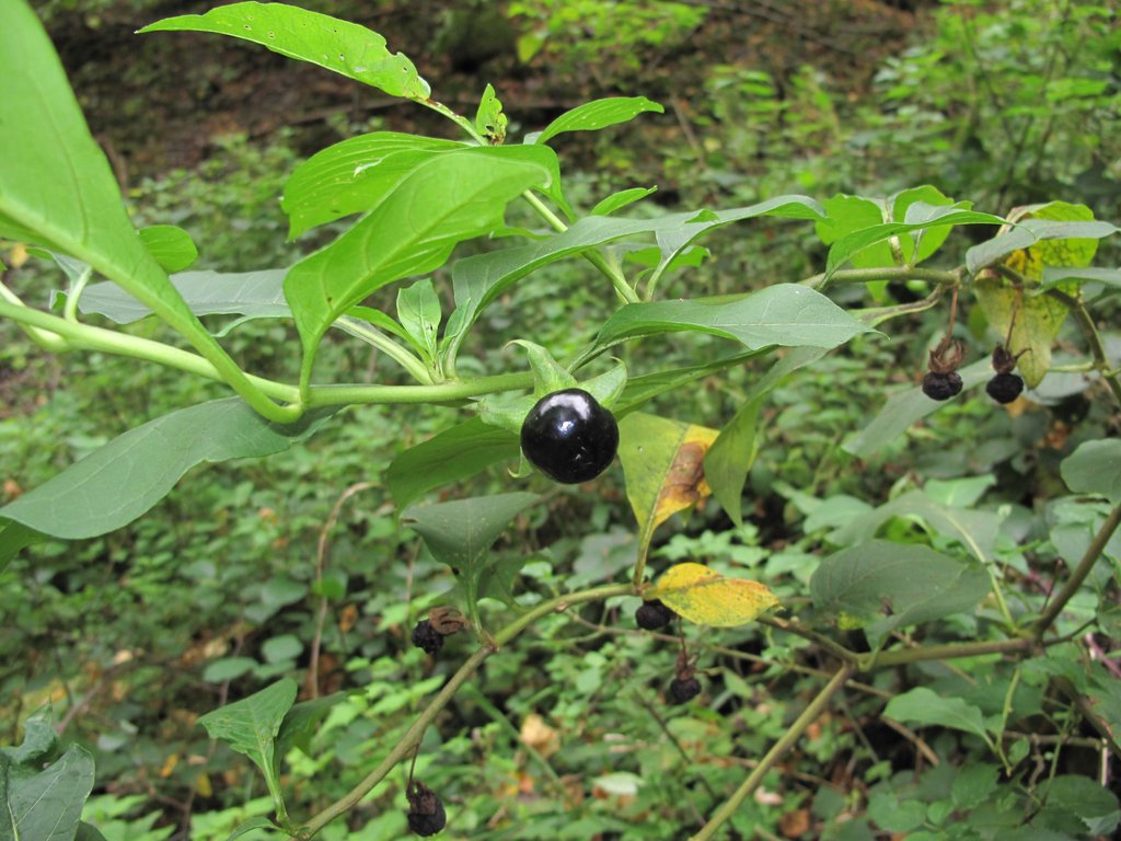 Atropa belladonna